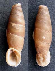 Tabella della Famiglia Clausilidae